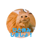 愛すべき茶々丸（個別スタンプ：16）