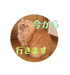 愛すべき茶々丸（個別スタンプ：17）