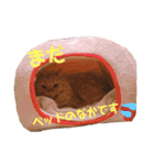 愛すべき茶々丸（個別スタンプ：20）