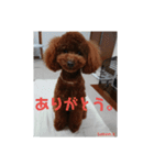 トイプーレッドの左近さん（個別スタンプ：1）