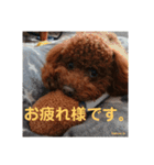 トイプーレッドの左近さん（個別スタンプ：4）