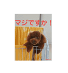トイプーレッドの左近さん（個別スタンプ：5）