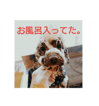 トイプーレッドの左近さん（個別スタンプ：6）