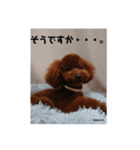 トイプーレッドの左近さん（個別スタンプ：8）