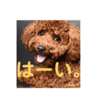 トイプーレッドの左近さん（個別スタンプ：9）