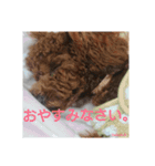 トイプーレッドの左近さん（個別スタンプ：10）