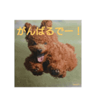 トイプーレッドの左近さん（個別スタンプ：11）