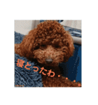 トイプーレッドの左近さん（個別スタンプ：12）