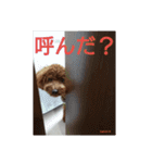 トイプーレッドの左近さん（個別スタンプ：13）