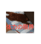 トイプーレッドの左近さん（個別スタンプ：14）