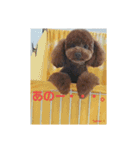 トイプーレッドの左近さん（個別スタンプ：15）