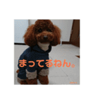トイプーレッドの左近さん（個別スタンプ：16）