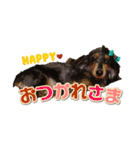 歴代ワンコたち（個別スタンプ：5）