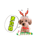 歴代ワンコたち（個別スタンプ：8）