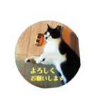 マイ猫ズ（個別スタンプ：1）