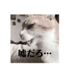 マイ猫ズ（個別スタンプ：2）