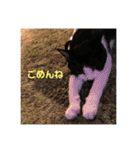 マイ猫ズ（個別スタンプ：3）