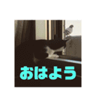 マイ猫ズ（個別スタンプ：5）