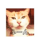 マイ猫ズ（個別スタンプ：6）