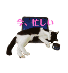 マイ猫ズ（個別スタンプ：7）