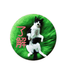 マイ猫ズ（個別スタンプ：8）