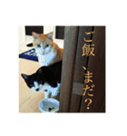 マイ猫ズ（個別スタンプ：9）