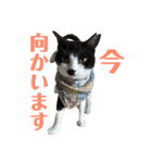 マイ猫ズ（個別スタンプ：10）