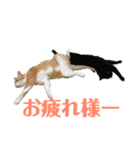 マイ猫ズ（個別スタンプ：11）