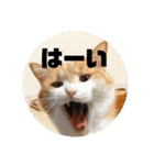 マイ猫ズ（個別スタンプ：12）