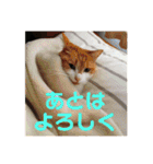 マイ猫ズ（個別スタンプ：14）