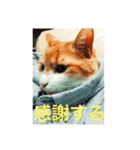マイ猫ズ（個別スタンプ：15）