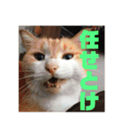 マイ猫ズ（個別スタンプ：16）