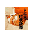 マイ猫ズ（個別スタンプ：17）