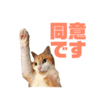 マイ猫ズ（個別スタンプ：18）