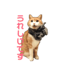 マイ猫ズ（個別スタンプ：20）