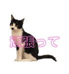 マイ猫ズ（個別スタンプ：21）