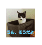 マイ猫ズ（個別スタンプ：22）