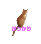 マイ猫ズ（個別スタンプ：24）