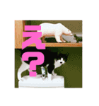 マイ猫ズ（個別スタンプ：25）