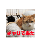 マイ猫ズ（個別スタンプ：28）