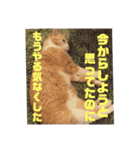 マイ猫ズ（個別スタンプ：29）