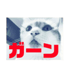 マイ猫ズ（個別スタンプ：34）