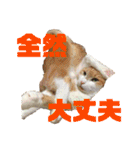 マイ猫ズ（個別スタンプ：35）