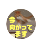 マイ猫ズ（個別スタンプ：36）