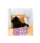 マイ猫ズ（個別スタンプ：37）