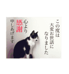 マイ猫ズ（個別スタンプ：39）