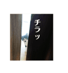 マイ猫ズ（個別スタンプ：40）