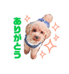 ちゃた＆びびの日常スタンプ（個別スタンプ：5）