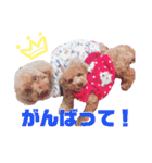 ちゃた＆びびの日常スタンプ（個別スタンプ：18）