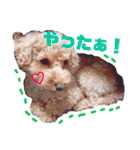 ちゃた＆びびの日常スタンプ（個別スタンプ：19）
